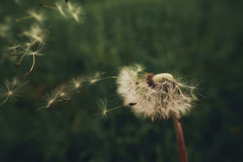 Biji dandelion beterbangan tertiup angin